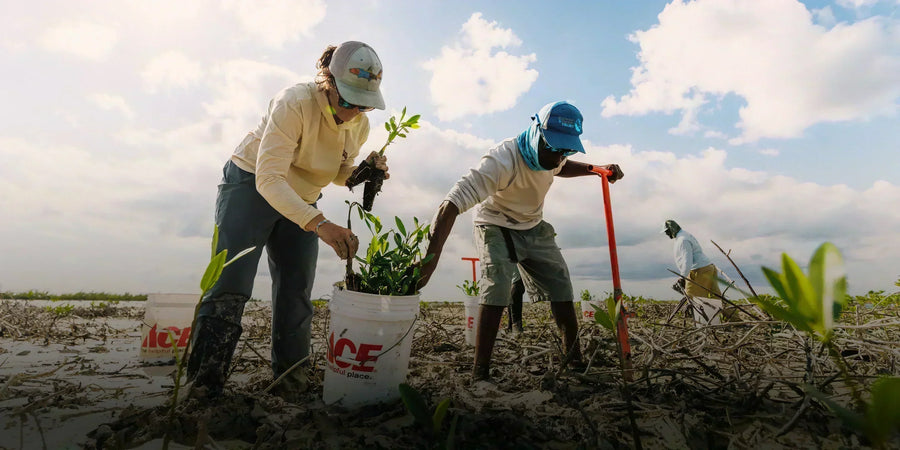 Bonefish & Tarpon Trust x Free Fly