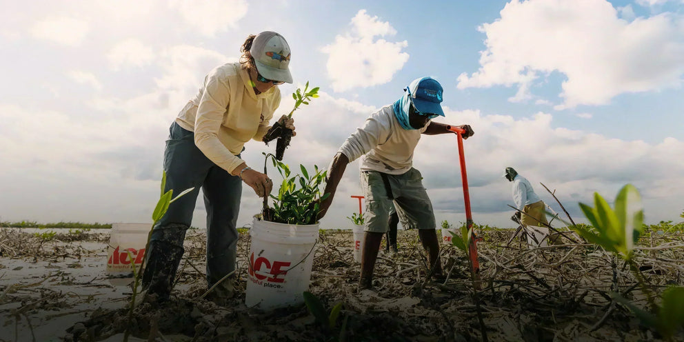 Bonefish & Tarpon Trust x Free Fly
