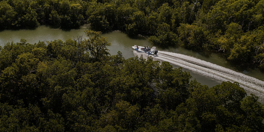 Dispatch: The Everglades