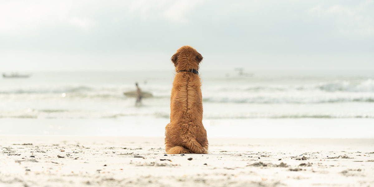 Fur Fly Class of 2021