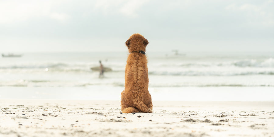 Fur Fly Class of 2021