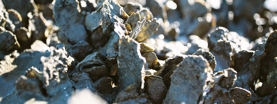 Please Recycle Your Shells