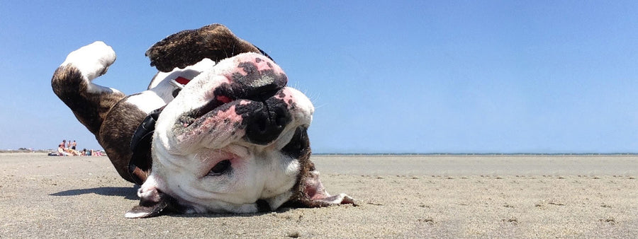 How to Make a Tipsy Arnold