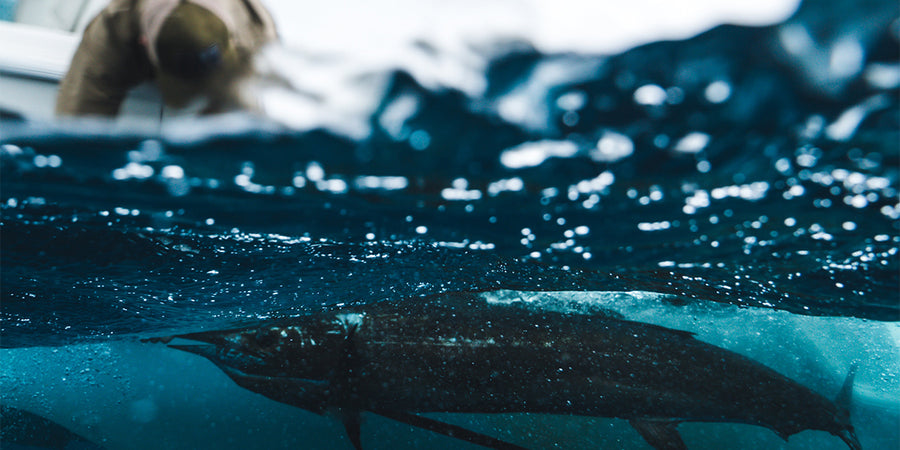 2019 Best Catch Contest